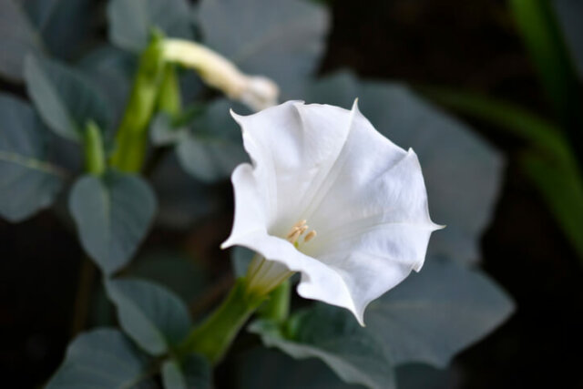 Engelstrompeten - sind sie winterhart oder frostempfindlich