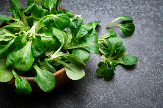 Feldsalat - Wissenswertes zur Lagerung