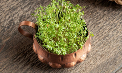 Gartenkresse - Aussaat, Standort und Ernte