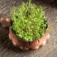 Gartenkresse - Aussaat, Standort und Ernte