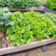 Gemüsegarten - wichtige Hinweise und Tipps zur Gestaltung