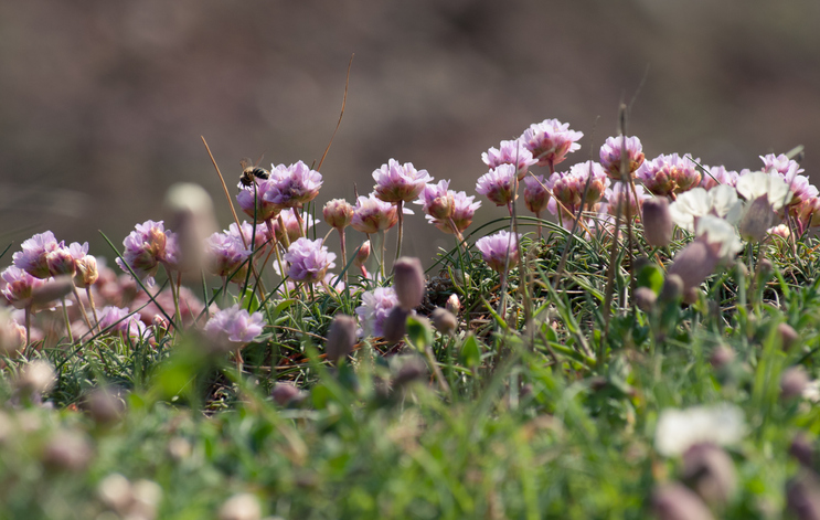 Gewöhnliche Grasnelken (Armeria maritima)