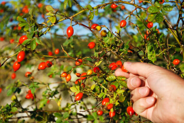 Hagebutten - Wissenswertes zur Ernte