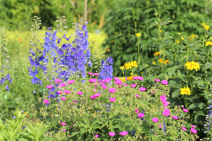 Horst- und ausläufertreibende Stauden