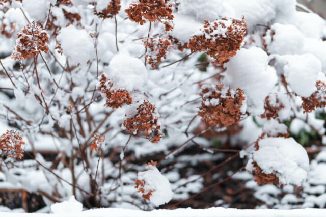 Hortensien - vertragen sie Frost