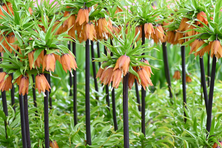 Kaiserkronen - beliebte Gartenpflanzen aus dem Orient und Okzident
