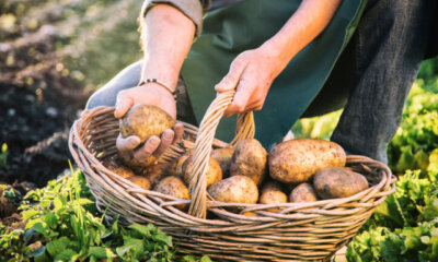 Kartoffeln - ideale Bedingungen für den Anbau