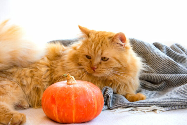 Katzen - dürfen sie Kürbis fressen