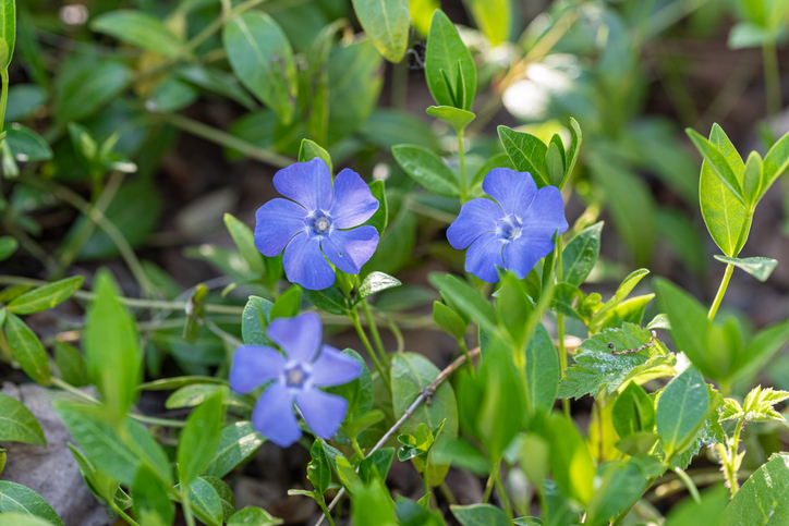Kleines Immergrün (Vinca minor)