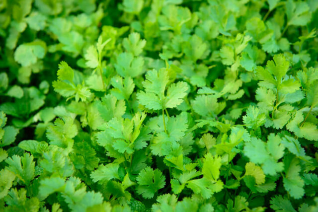 Koriander - optimale Standorte