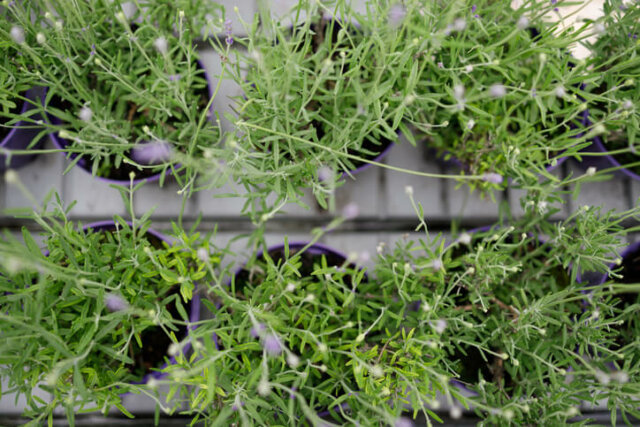 Lavendel - Vermehrung über Ableger