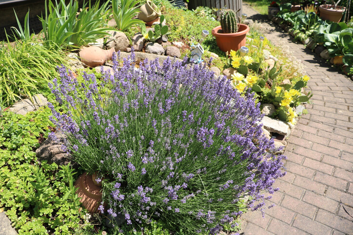 Lavendel im eigenen Garten