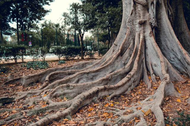 Magnolienwurzeln - wichtige Merkmale und Pflegetipps
