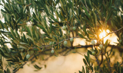 Olivenbäume - Kultur in heimischen Gärten