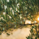 Olivenbäume - Kultur in heimischen Gärten