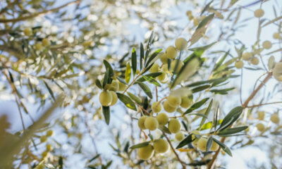 Olivenbaum - Wissenswertes zu den Früchten