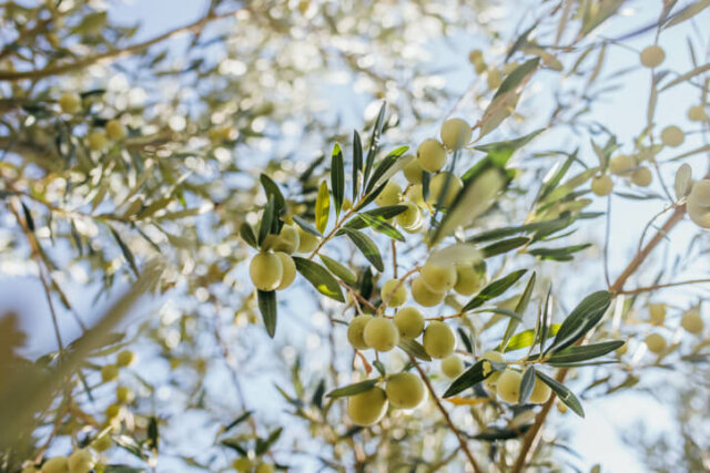 Olivenbaum - Wissenswertes zu den Früchten