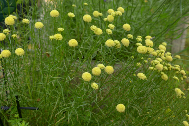 Olivenkraut - Pflanz-Ratgeber