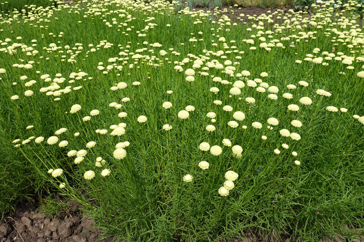 Olivenkraut - pflegeleichte Gartenstauden
