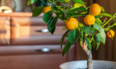 Orangenbaum - Wissenswertes zur Überwinterung