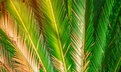 Palmfarne - Gründe für gelbe Blätter
