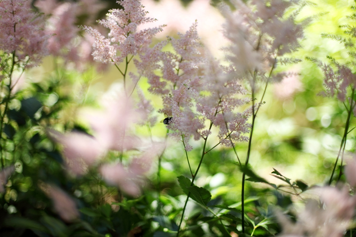 Prachtspieren (Astilbe)