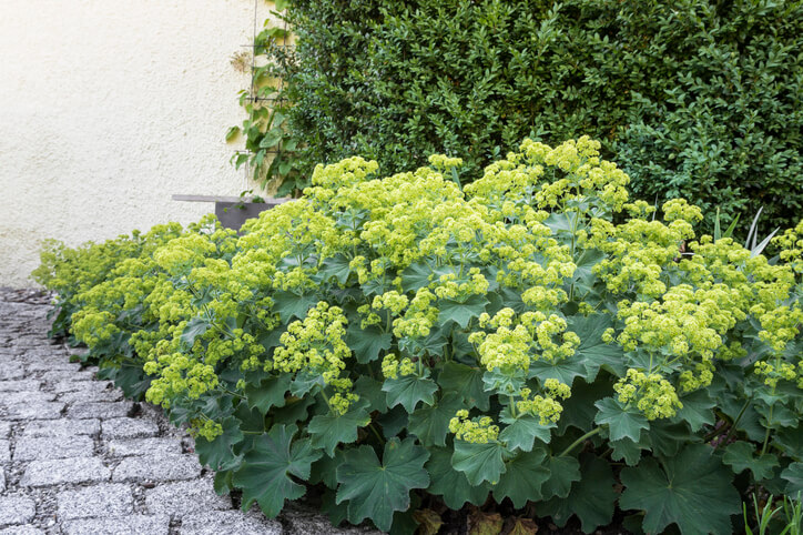 Robuste und winterharte Stauden