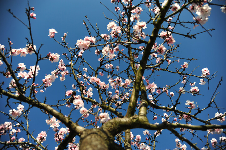 Sorten für den heimischen Anbau
