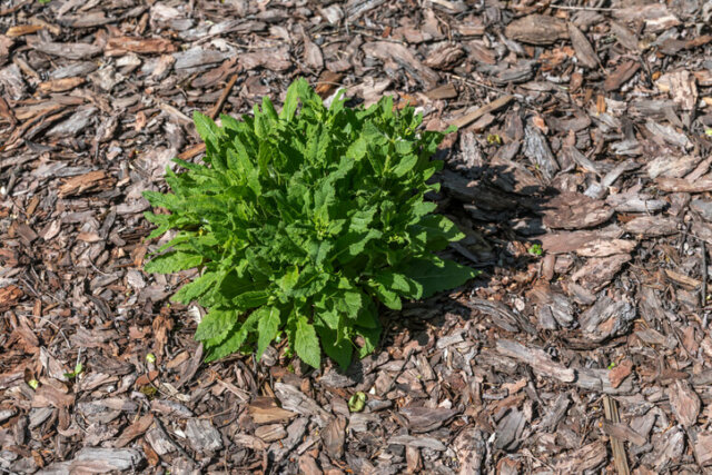 Stauden - Vorteile von Rindenmulch und korrekte Verwendung