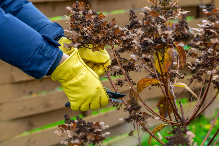 Winterfeste Hortensien