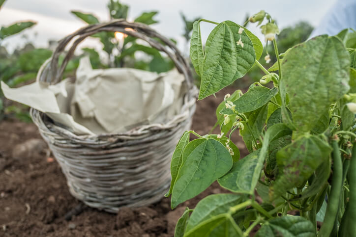 Anbau von Stangenbohnen