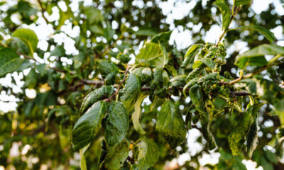 Apfelbaum - Erkennung und Bekämpfung von Blattläusen