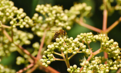 Bienenbaum - Pflanz-Ratgeber