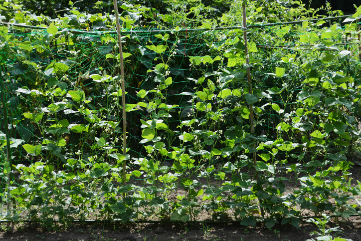 Eine der wichtigsten Gemüsepflanzen