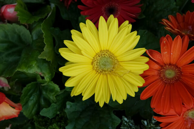 Gerbera - wann haben die Zierpflanzen Saison
