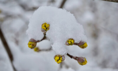 Hartriegel - wie winterhart sind die Sträucher