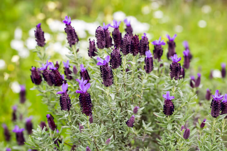 Herkunft und Besonderheiten