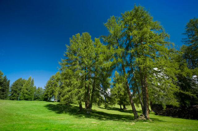 Lärchen - wissenswerte Informationen zum Alter