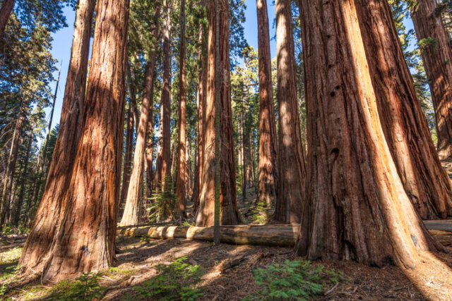 Mammutbäume - wo fühlen sie sich am wohlsten
