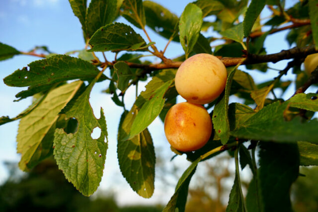 Mirabellenbäume - mögliche Krankheiten