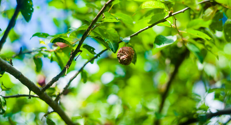 Monilia-Spitzendürre