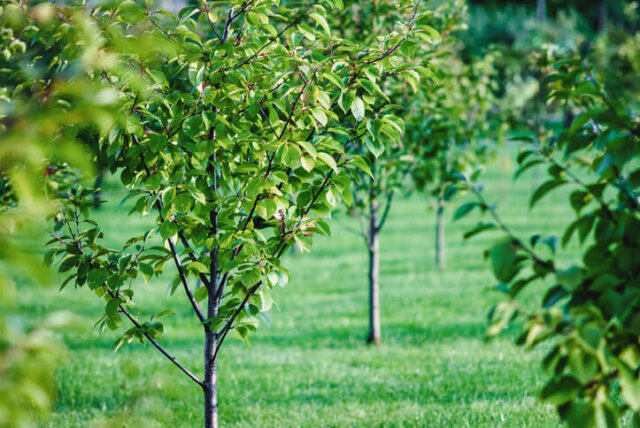 Obstbäume - eine Auswahl kleinwüchsiger Sorten