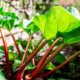 Rhabarber - Tipps für die Pflanzung und Pflege