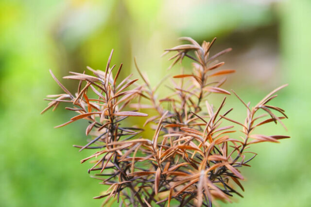 Rosmarin - Erkennung und Behandlung von Krankheiten