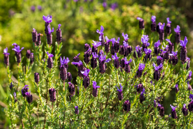 Schmetterlingslavendel - richtige Pflege
