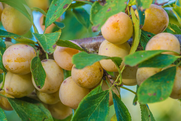 Schrotschusskrankheit