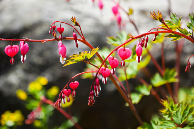 Tränendes Herz - Schnittmaßnahmen zur Verlängerung der Blütezeit
