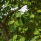 Trompetenbäume - Pflanz-Ratgeber