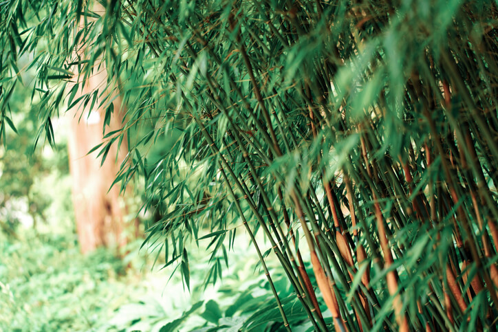 Versteck und Schatten