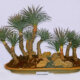 Yucca (Palmlilie) - so gelingt die Erziehung als Bonsai!